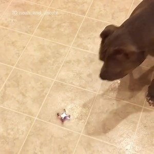 24K views · 701 reactions | “Pit bulls are so tough and dangerous”! Me: okay... Instagram.com/noah_and_lincoln | It's A Pittie & Bully Thing | Facebook