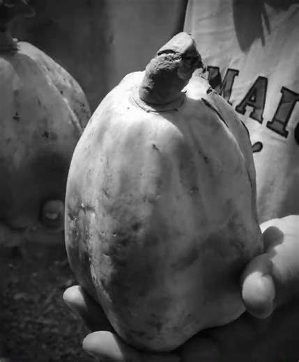 Day 26 of our 90 day tree planting challenge