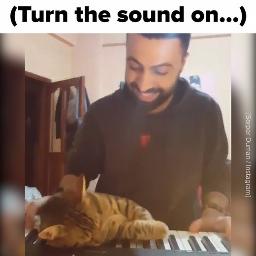 2.3M views · 19K reactions | This guy plays piano with his cat and it's honestly the best thing   | BuzzFeed News | Facebook