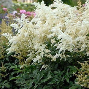 Deutschland Astilbe, False Spirea | American Meadows