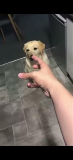 ZA HANDO #memes #funnypictures #butifyoucloseyoureyes #goviral