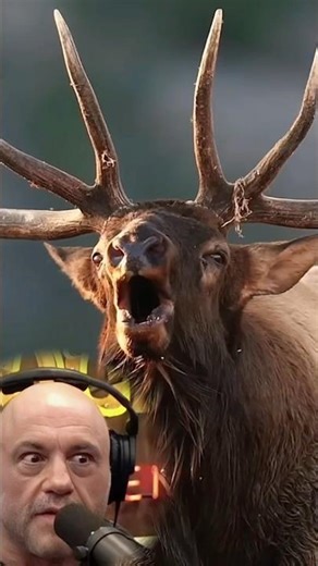 Joe Rogan Reacts To Bear Showing Up After Moose Hunting #shorts
