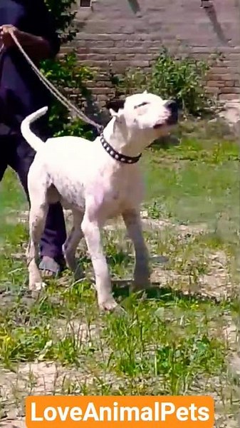 Angry Scary Lovely Dotted Dog #BullyDog #loveanimalpets #Dog_Shoq