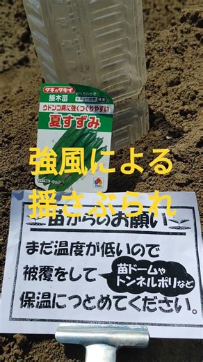 家庭菜園で胡瓜③r8/5/8