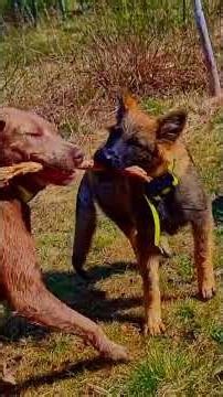 How do dogs communicate that puppy time is over