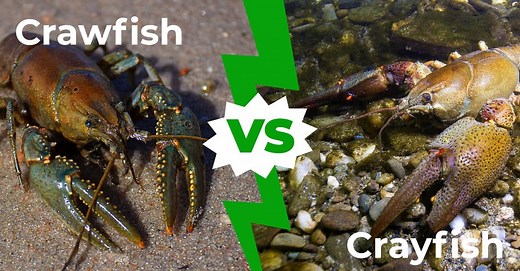 Crawfish vs. Crayfish