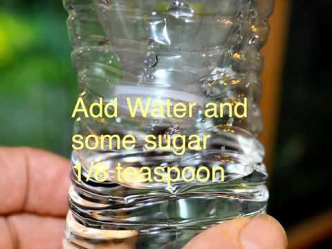 How to Make a Fruit Fly Trap Easy Cheap DIY
