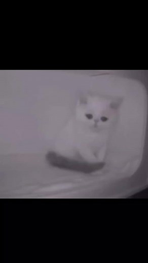 🥺😥#рек #f #грустноевидео #котенокплачет #грустныйкот #котенок