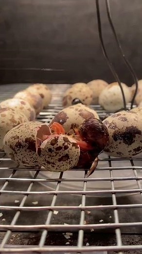 Baby Quail Hatching! #quail #coturnixquail #hatching
