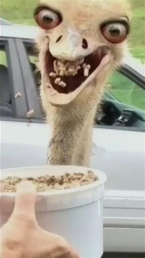 Maturity Test 😤#mature #ytshorts #ytshort #funny #meme