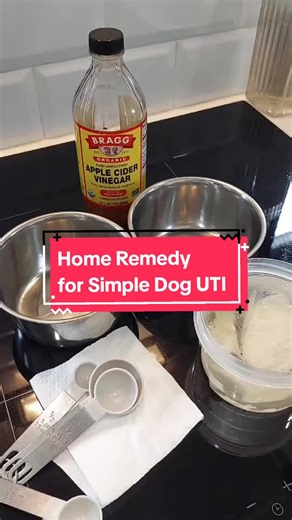 Effective Home Remedies for Dog UTI Relief