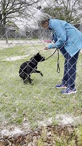 Sweet Simone is still so afraid of strangers so she had a visitor today. We are worried. She eats like a horse but the weight is falling off of her. She has had blood panels and x rays done but nothing was found. We are hoping a change of scenery will do her some good. | Critical Care for Animal Angels