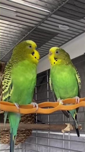 “Budgies Having Best Fun Time #BudgieFun”#smallbirds, #indianbirds, #foryou, #fyp, #budgiesound