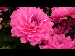 10 Most Beautiful Flowers in The World