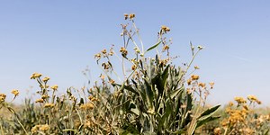 Eco-friendly tires: Bridgestone goes green in new tire test