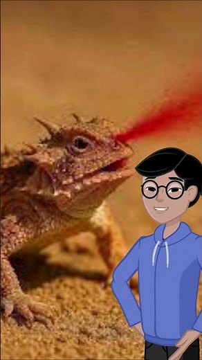 Horned lizard the lizard that shoots blood from its eyes 🦎