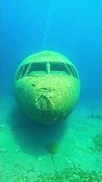 Mysterious sea #science #facts #factoholic #sciencefacts#animals #mystery #sea #shorts #reels #video