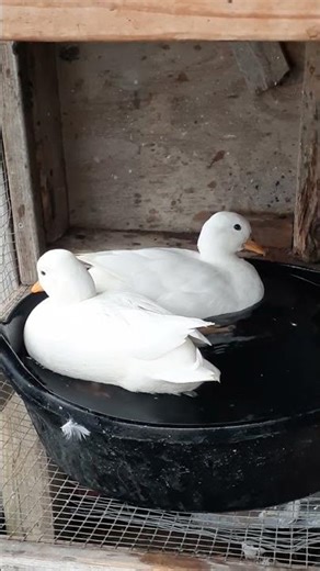 Call Ducks Rhett Butler and Vivian Leigh #callduck