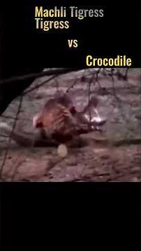 Machli Tigress🐯|Tigress🐯 vs crocodile🐊|Legendary Tigress Machli🐯,#tiger,#shortsfeed,#short