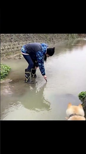 新しい仲間柴犬ハチ#柴犬 #かわちい #dog #shorts #犬 #tetuchannel #youtubeshorts ‪@tetuchannel‬