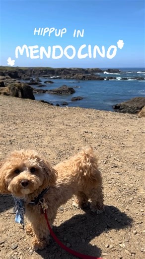 4.4K views · 99 reactions | All aboard for an unforgettable Mendocino...