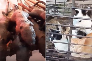 'Wet markets' still open in Asia where workers handle dogs and snakes