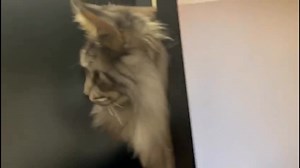 Excalibur trying to 'help' me plan a surgery No computers or cats were harmed...! | Professor Noel Fitzpatrick