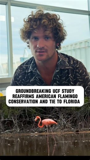 Sergei Kelley | Diving and “Running Wild” Florida + 🌍 | Flroida’s flamingos are not hurricane castaways, they belong here 🦩 Deep down I knew this to be true, but glad more research is supporting... | Instagram