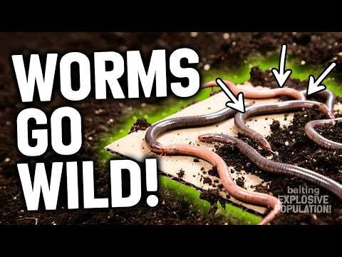 Stop Using Dry Cardboard in Your Garden — This One Change Creates a Worm Explosion