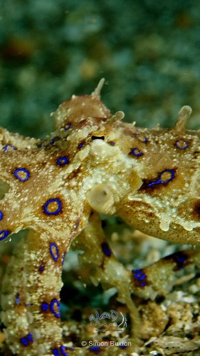 When the Blue Ring Octopus 🐙 shows her rings you know something is up! With enough poison per bite to kill multiple adult humans, she’s certainly not to be messed with. Video by @sibux #lembeh #lembehstrait #octopus #bluering #blueringedoctopus #diveindonesia #reels #poison #venom #predator #naturereels #wildlife #ocean #pulpo #tattoo #marinelife #nadlembeh #marinebiology #buceo #scuba | NAD Lembeh