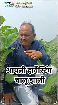 प्लास्टीकसारखी भेंडी लागवडीपासून पावसात॥केमिकलची व्हायरसन कोकडून गेली SCTवैदीकला डंख नाही #farming