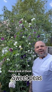 96 reactions |  Why You Should Keep Cutting Sweet Pea Flowers 1....