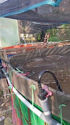 disini #lemburkahuripan #kampungbikinsejuk #kampungsepi #suasanakampungyangsederhana #kolamikan