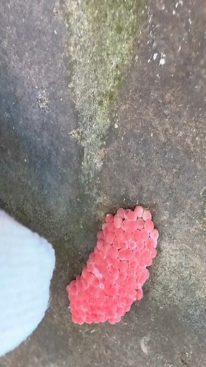 1.2K views | #UnwantedSnail #GardenPests #EcoFriendlySolutions #SnailControl #GardeningTips #PestManagement | Unwanted Snail | Facebook