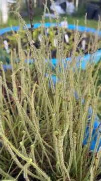 Drosera Filiformis! A must have in your collection! #shorts