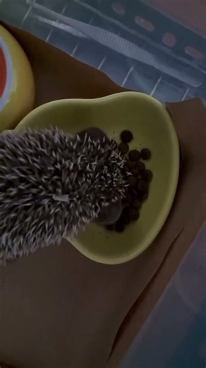 ASMR Extreme Satisfying Crunch (HEDGEHOG EATING SOUND)
