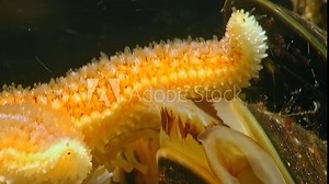 Remarkable closeup view features vibrant orange starfish, belonging to Asteroidea class, as it resides in its natural marine habitat, showing beauty of underwater life and ecosystems