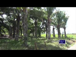 Campo tabasqueño, Zona de los Ríos despunta con cinco cultivos