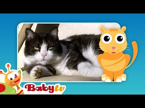 Cats 🐱 | Fun with Animals | BabyTV