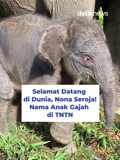 Akhirnya anak gajah di Taman Nasional Tesso Nilo (TNTN) punya nama nih, detikers! Namanya Nona Seroja 🐘🌸 Nama ini diberikan oleh Kapolda Riau Irjen Pol Herry Heryawan dan telah mendapat persetujuan dari Menteri Kehutanan Raja Juli Antoni. Lalu, apa ya makna di balik nama Nona Seroja? #detiknews #TNTN #TessoNilo #NonaSeroja #Riau