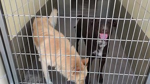 1.5K views · 29 reactions | ✔️Rescued STATUS YELLOW BANNON...