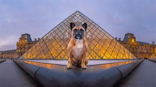 Dogs of the World Photographic Book