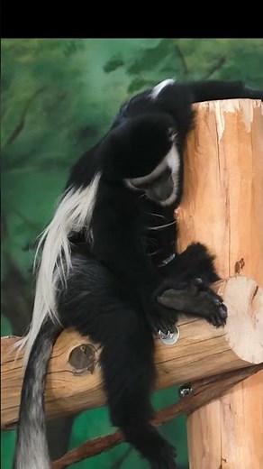 Utah's Zoo is WILD 🦁