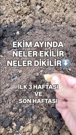 EKİM AYINDA NELER EKİLİR NELER DİKİLİR ( ilk 3 haftası ve son haftası)