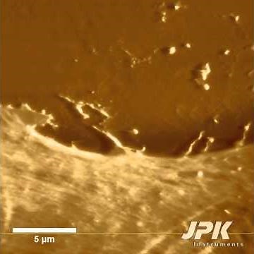 Atomic Force Microscopy - Live KPG7 cell dynamics