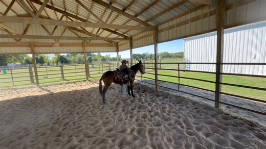 TRAINING TIPS WITH HONEY BUN , really nice 14 hand 8 year old molly mule | Max Bishop