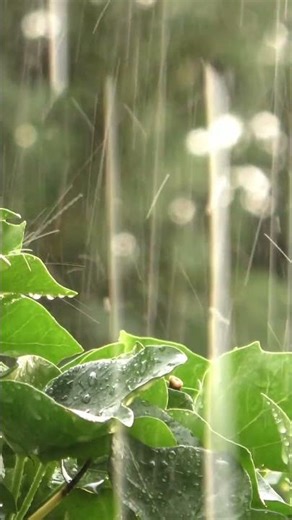Heavy Rain Through the Leaves 🌧️ ✨ Relaxing Rain Sounds #shorts