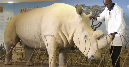 World Rhino Day: Africa still needs to step up efforts to preserve the species | Africanews