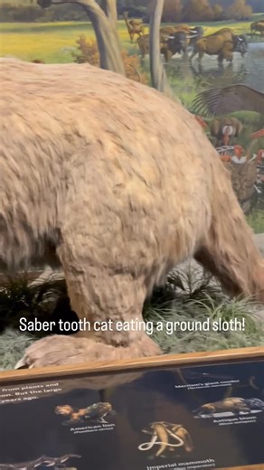 Dino Doug Crawford on Instagram: "Smilodon (commonly called the saber-toothed cat) was a large, Ice Age predator that lived in the Americas from about 2.5 million to 10,000 years ago. It is one of the most iconic mammals from the La Brea Tar Pits. Key characteristics: • Massive saber canines: Upper canine teeth could reach 7–8 inches (18–20 cm) long. They were flattened and razor-sharp, designed for precision killing rather than bone-crushing. • Powerful build: Smilodon had a short, stocky body,