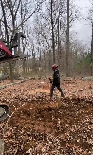Cutting tree#wood #treecutting #tree #viral | Tree cutting